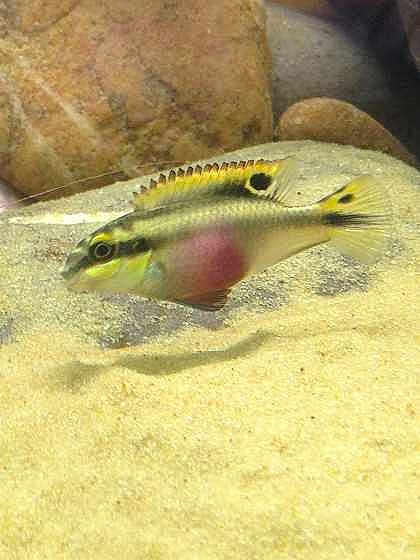 Red-Belly-Pop is registered to the contest to win money with this photo: