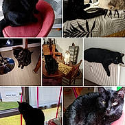 Bella participe au concours pour gagner de l'argent avec cette photo : animal, bedspread, black_cat, cat, chair, collage, curious, decor, floor, furniture, home, indoor, light_cat, living_room, multi_image, pet, radiator, relaxed, table, window