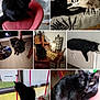 animal, bedspread, black_cat, cat, chair, collage, curious, decor, floor, furniture, home, indoor, light_cat, living_room, multi_image, pet, radiator, relaxed, table, window