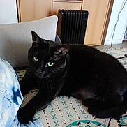 Bella a rejoint le concours — aidez-le/la à gagner de superbes lots ! black_cat, cat, pet, indoor, feline, animal, resting, blanket, pillow, green_eyes, fur, whiskers, home, cozy, patterned, curious, cute, relaxed, mammal, tie_dye