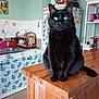 black_cat, cat, cupboard, dish_rack, domestic, feline, floor, green_walls, indoor, kitchen, magnets, pet, plant_pattern, refrigerator, sink, sitting, table, tiles, utensils, wooden_counter