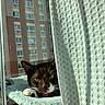 Corduroy is registered to the contest to win money with this photo: apartment_building, cat, cozy, curtain, fabric, face, fluffy_bed, home, indoor, paw, pet, relaxing, resting, sunlight, texture, tongue_out, tuxedo_cat, urban, whiskers, window