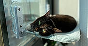 Corduroy joined the competition — help win amazing prizes! animal, black_and_white, cat, closeup, cozy, curious, daylight, fuzzy_perch, glass, green_eyes, home, indoor_plant, pet, reflection, relaxing, resting, sunlight, urban, whiskers, window