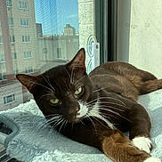Corduroy joined the competition — help win amazing prizes! apartment, building, cat, closeup, cozy, daylight, feline, fur, green_eyes, indoor, perch, pet, relaxed, resting, soft, sunlight, tuxedo_cat, urban, whiskers, window
