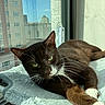 apartment, building, cat, closeup, cozy, daylight, feline, fur, green_eyes, indoor, perch, pet, relaxed, resting, soft, sunlight, tuxedo_cat, urban, whiskers, window