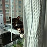 Corduroy joined the competition — help win amazing prizes! apartment, black_fur, cat, cozy, curious, curtain, daylight, green_eyes, indoor, paw, pet, relaxed, resting, screen, sunlight, tuxedo_cat, urban, white_paw, window, window_perch