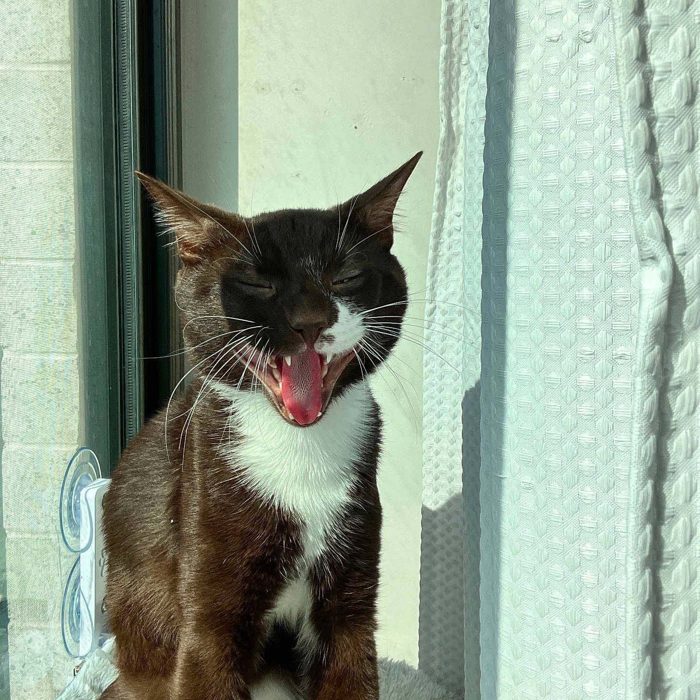 Corduroy is registered to the contest to win money with this photo: animal, black_and_white, cat, close_up, curtain, daylight, feline, fur, home, indoor, pet, portrait, relaxed, sitting, sunlight, texture, tongue, whiskers, window, yawning