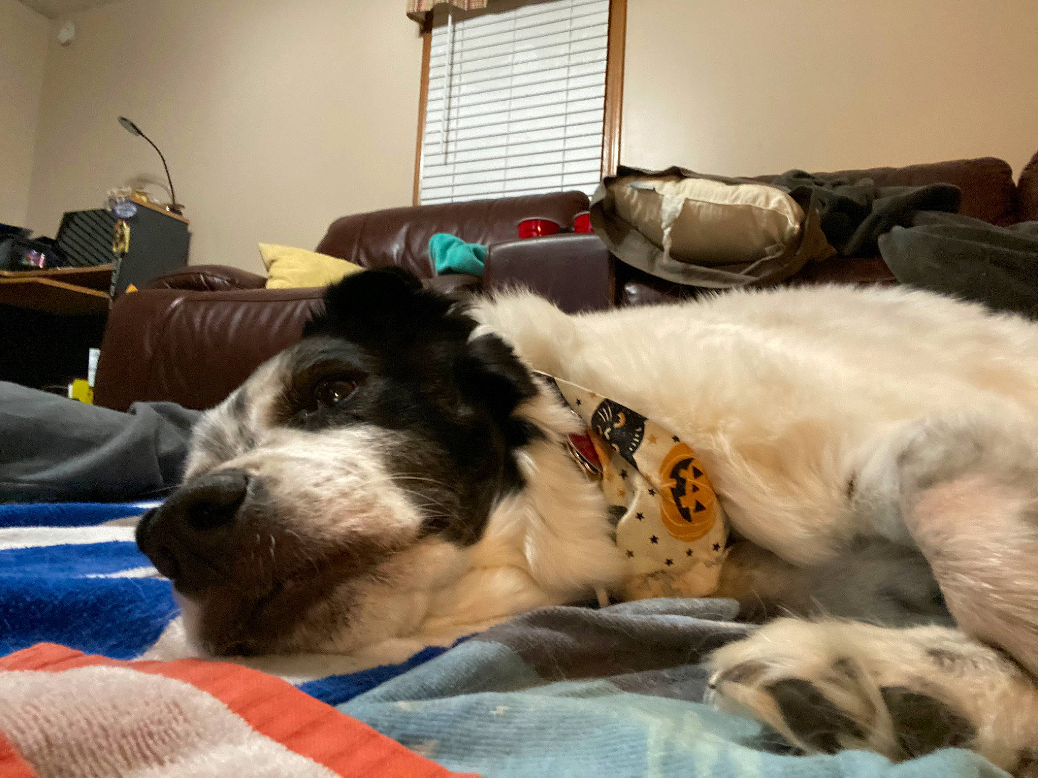 Suki joined the competition — help win amazing prizes! canidae, carnivore, companion_dog, dog, dog_breed, ear, mammal, nap, petit_basset_griffon_vendeen, puppy, puppy_love, snout, spaniel, sporting_group, vertebrate