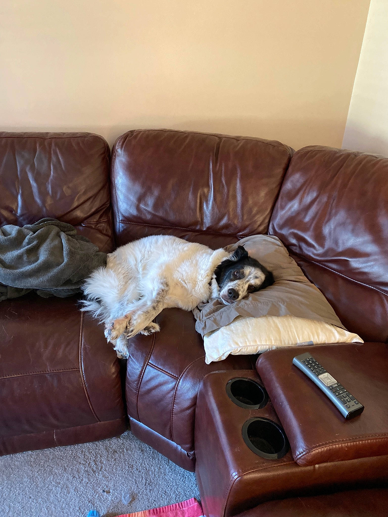 Suki is registered to the contest to win money with this photo: afghan_hound, canidae, carnivore, chair, comfort, companion_dog, couch, floor, furniture, house, interior_design, leather, living_room, room, slipcover