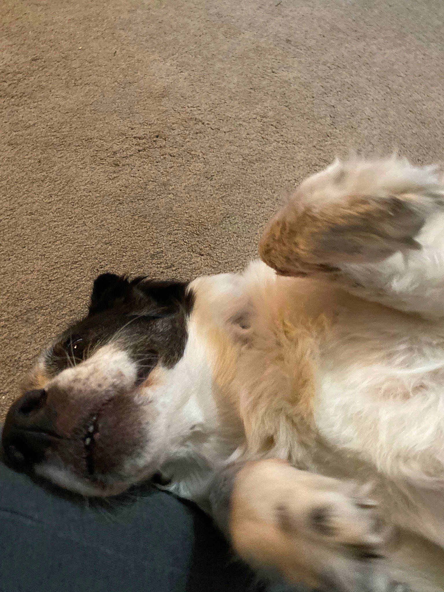 Suki is registered to the contest to win money with this photo: australian_shepherd, canidae, carnivore, companion_dog, dog, dog_breed, fur, puppy, snout, spaniel, sporting_group