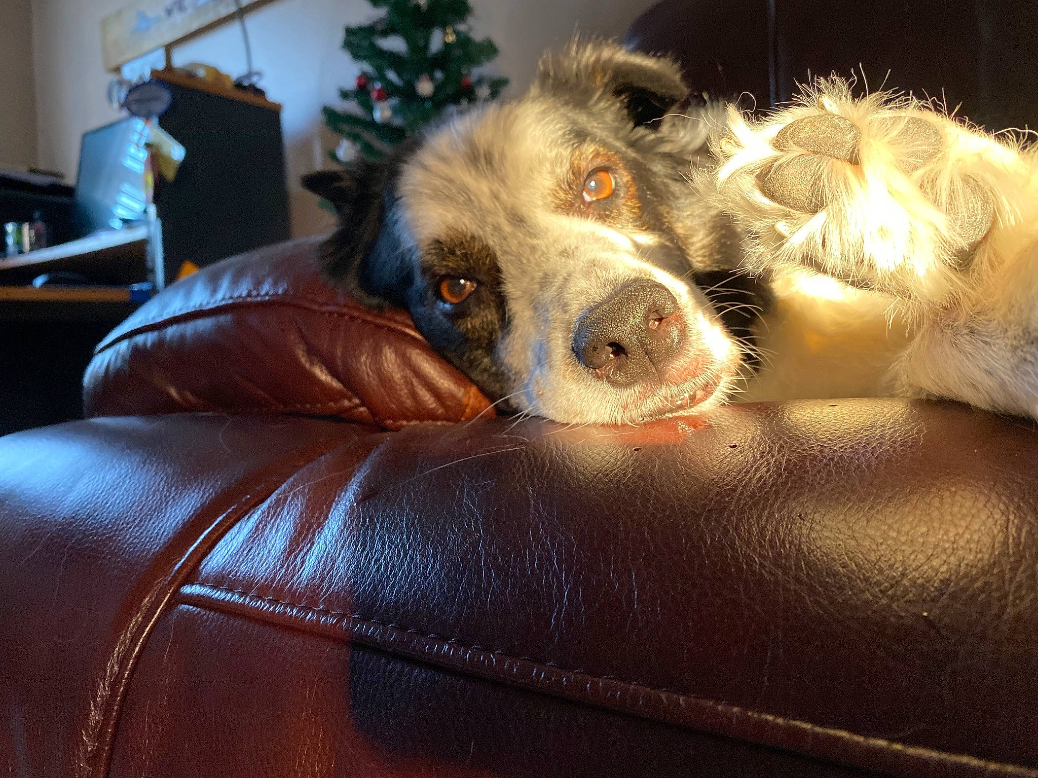 Suki joined the competition — help win amazing prizes! australian_shepherd, canidae, carnivore, companion_dog, couch, dog, dog_breed, fur, furniture, lurcher, mammal, nose, puppy, setter, snout, spaniel, sporting_group, whiskers