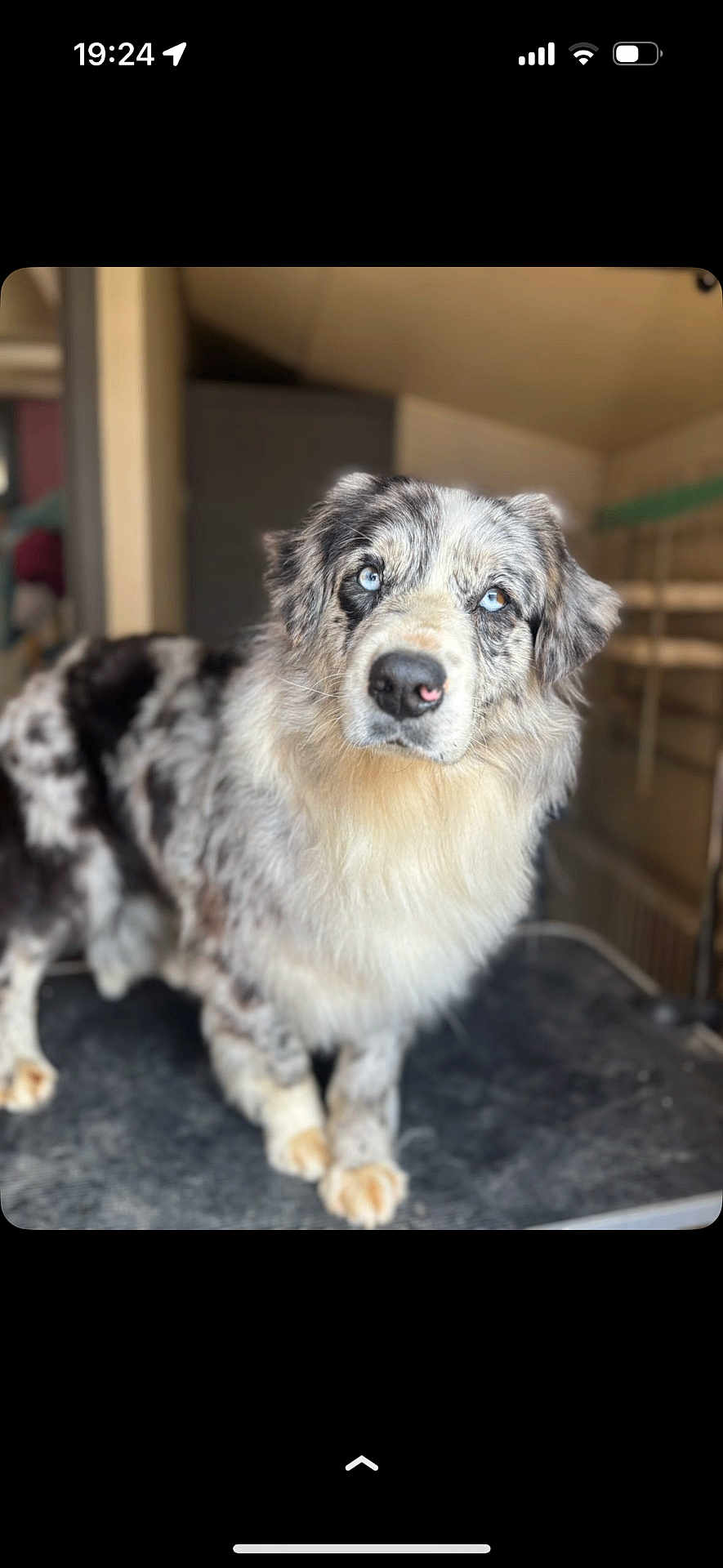 Racing participe au concours pour gagner de l'argent avec cette photo : dog, australian_shepherd, blue_eyes, indoor, pet, animal, fluffy_coat, curious, canine, mammal, standing, fur, portrait, domestic_animal, looking_away, companion, furry, friendly, cute, animal_portrait