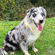 Racing a rejoint le concours — aidez-le/la à gagner de superbes lots ! animal, australian_shepherd, blue_eyes, canine, cute, dog, ears, friendly, fur, grass, greenery, happy, mammal, nature, outdoor, pet, portrait, sitting, tail, tongue_out