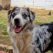 Racing participe au concours pour gagner de l'argent avec cette photo : dog, speckled, blue_eyes, fluffy, happy, outdoor, backyard, grass, fence, chickens, animal, pet, nature, canine, friendly, tongue_out, fur, portrait, smiling, companion