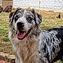 dog, speckled, blue_eyes, fluffy, happy, outdoor, backyard, grass, fence, chickens, animal, pet, nature, canine, friendly, tongue_out, fur, portrait, smiling, companion