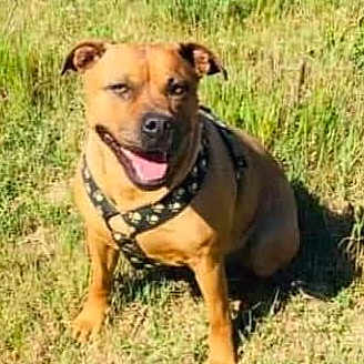 Mj participe au concours pour gagner de l'argent avec cette photo : dog, grass, outdoor, animal, pet, happy, sitting, canine, sunlight, nature, leash, brown, tongue, ears, daytime, field, watchful, portrait, mammal, friendly
