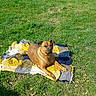 Mj participe au concours pour gagner de l'argent avec cette photo : dog, brown_dog, blanket, grass, outdoor, sunny_day, relaxed, lying_down, nature, field, pet, canine, animal, daylight, leaves, greenery, resting, comfort, scenic, calm