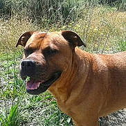Mj participe au concours pour gagner de l'argent avec cette photo : dog, brown_dog, outdoor, grass, sunlight, happy, smiling, pet, canine, animal, nature, field, fur, mammal, daylight, snout, ears, standing, tongue, closeup