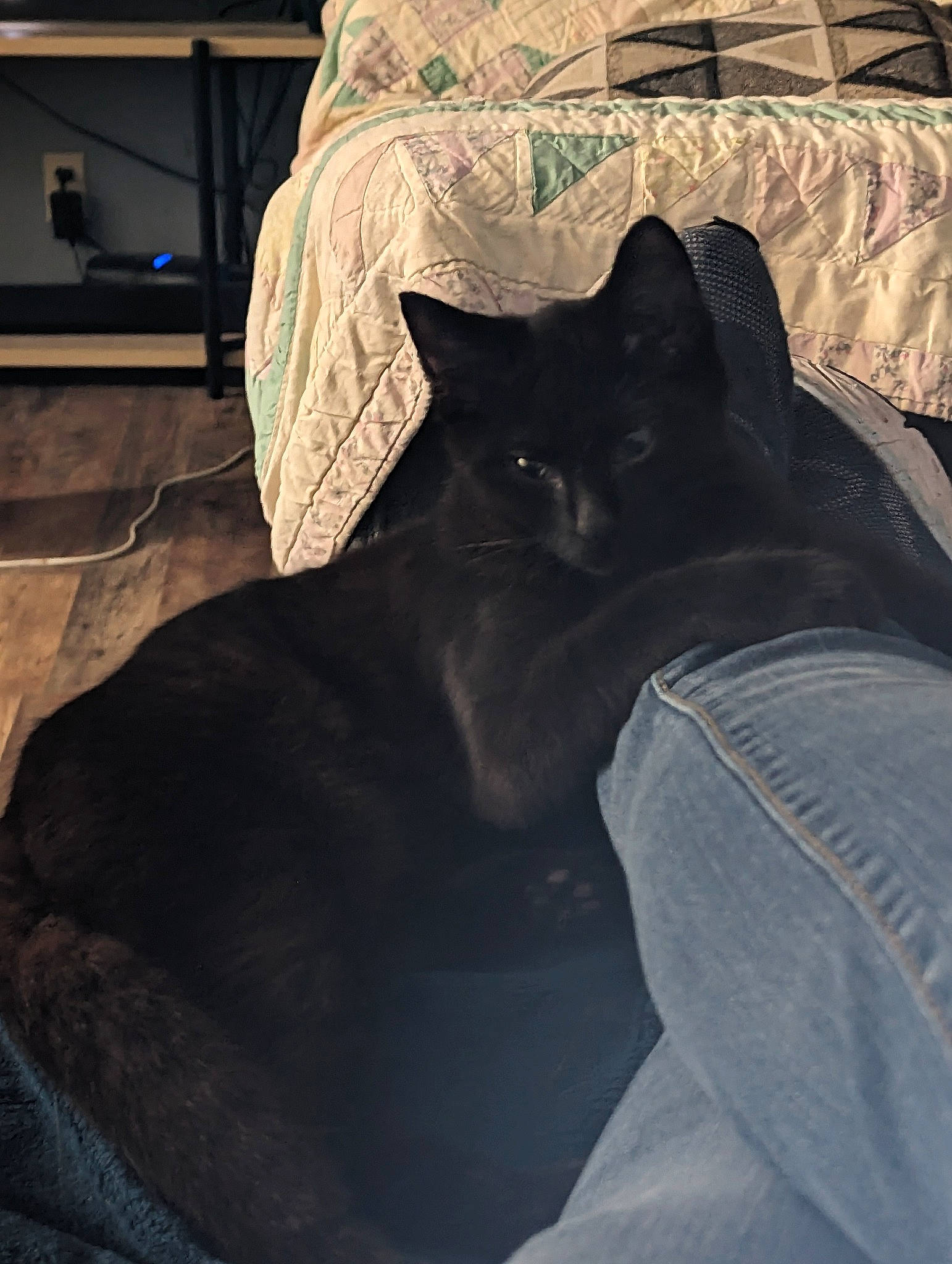 Rowdy joined the competition — help win amazing prizes! automotive_tire, black_cat, carnivore, cat, comfort, companion_dog, denim, domestic_short_haired_cat, felidae, fur, human_leg, linens, room, small_to_medium_sized_cats, t_shirt, tail, tints_and_shades, tree, whiskers, wood