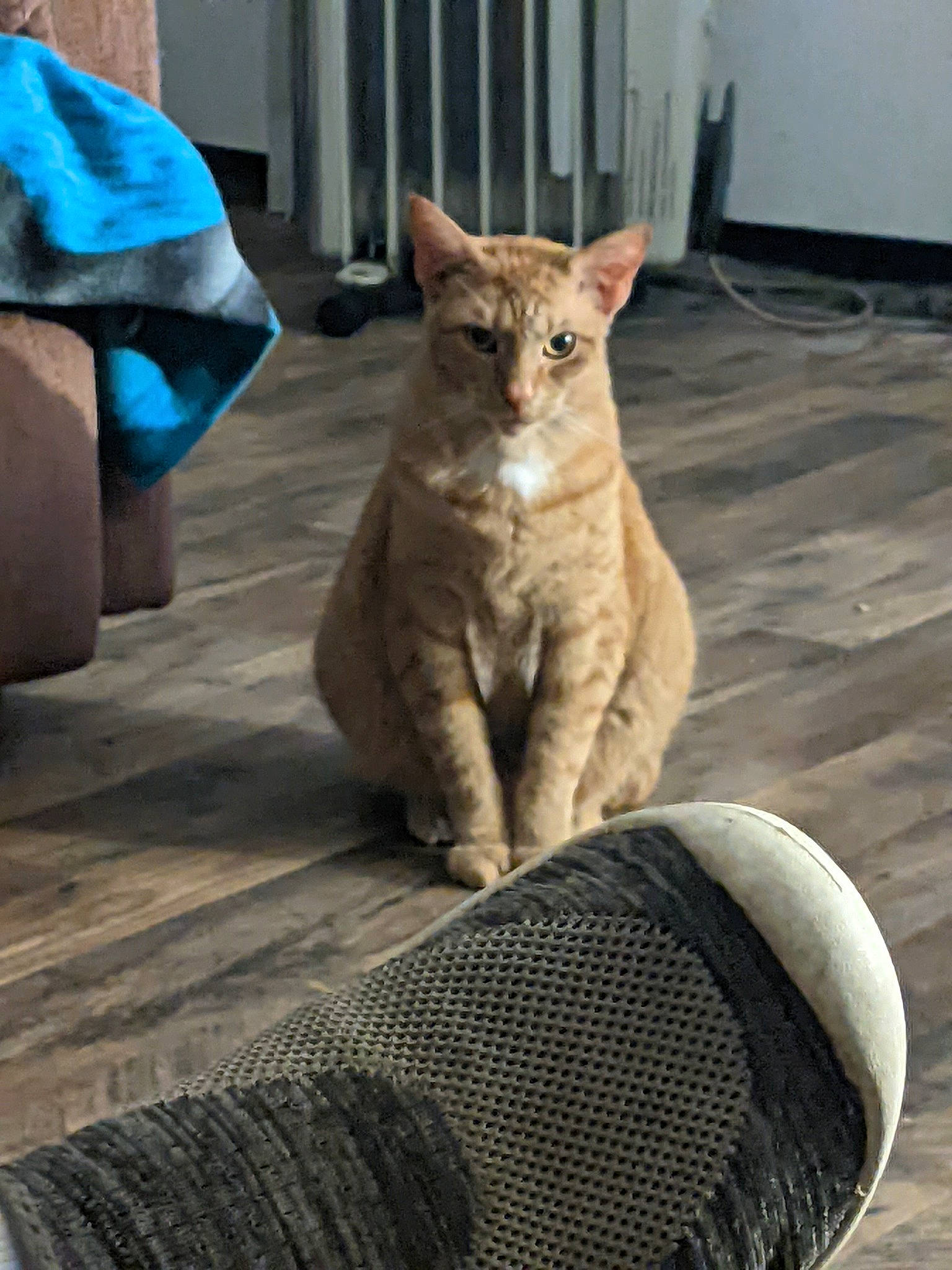 Trump is registered to the contest to win money with this photo: automotive_tire, carnivore, cat, claw, comfort, domestic_short_haired_cat, fawn, felidae, flooring, fur, grey, paw, road_surface, sitting, small_to_medium_sized_cats, snout, tail, terrestrial_animal, whiskers, wood