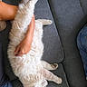 arm, casual, cat, comfort, couch, cozy, feline, fluffy, fur, gray_couch, hand, indoor, living_room, paw, person, pet, relaxed, resting, stretching, white_cat