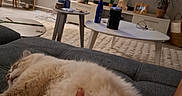 Kiwi a rejoint le concours — aidez-le/la à gagner de superbes lots ! animal, carpet, casual, cat, coffee_table, couch, fluffy_cat, furniture, hand, home_decor, indoor, living_room, modern_interior, person, petting, plants, relaxation, resting, soft_lighting, television