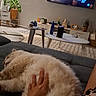 animal, carpet, casual, cat, coffee_table, couch, fluffy_cat, furniture, hand, home_decor, indoor, living_room, modern_interior, person, petting, plants, relaxation, resting, soft_lighting, television