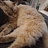 Kiwi a rejoint le concours — aidez-le/la à gagner de superbes lots ! animal, calm, cat, closeup, couch, cozy, cream_color, cute, domestic, feline, fluffy, fur, indoor, paws, pet, relaxed, resting, sleeping, soft, whiskers