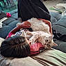 Kiwi participe au concours pour gagner de l'argent avec cette photo : blanket, casual, cat, comfort, couch, cozy, fur, furniture, glass_door, human_hand, indoor, living_room, person, petting, plant, relaxing, remote_control, table, white_cat, window