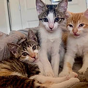 Swirl Oliver Six is registered to the contest to win money with this photo: kitten, cat, animal, pet, feline, cute, young, indoor, cozy, blanket, fur, whiskers, ears, eyes, lying, sitting, domestic, three, tabby, orange
