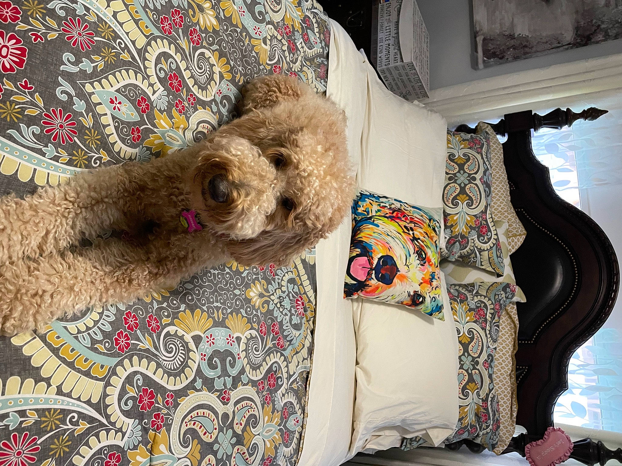 Hannah joined the competition — help win amazing prizes! art, bedding, carnivore, comfort, companion_dog, couch, dog, dog_breed, fawn, fur, linens, pattern, poodle, room, sporting_group, textile, throw_pillow, toy_dog, visual_arts, water_dog