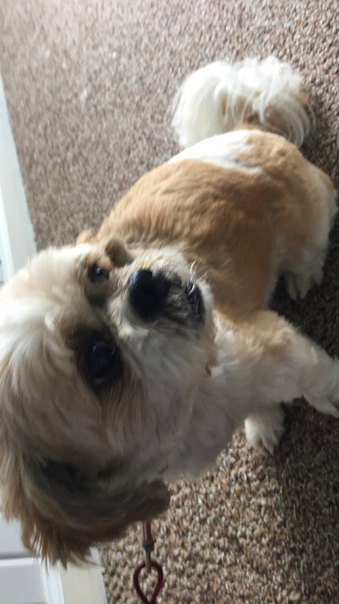 Noah is registered to the contest to win money with this photo: bolonka, canidae, carnivore, companion_dog, dog, dog_breed, havanese, lhasa_apso, maltepoo, maltese, mammal, non_sporting_group, puppy, puppy_love, shih_tzu, snout, sporting_group, tibetan_terrier, toy_dog, vertebrate