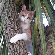 Relou participe au concours pour gagner de l'argent avec cette photo : cat, tree, leaves, animal, pet, nature, outdoor, curious, climbing, fur, whiskers, paws, green, bark, branch, daylight, closeup, wildlife, mammal, cute