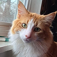 Simba joined the competition — help win amazing prizes! background_window, cat, closeup, curious, ears, feline, fluffy, fur, gaze, green_eyes, indoor, long_hair, natural_light, orange_cat, pet, pink_nose, portrait, whisker_detail, whiskers, windowsill