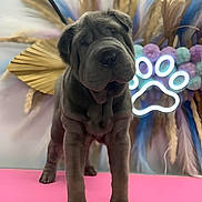 Felicia joined the competition — help win amazing prizes! dog, puppy, shar_pei, wrinkles, pink_mat, neon_sign, paw_print, dried_plants, indoor, pet, cute, curious, standing, portrait, animal, furry, young, decor, colorful, soft_lighting