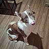 animal, brown_and_white, canine, chair, companion, curious, cute, dog, domestic, ears, flooring, fur, indoor, looking_up, nose, pet, shadow, sitting, slippers, wooden_floor