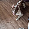 alert, animal, brown_and_white, canine, couch, dog, domestic_animal, flooring, food_bowl, fur, happy, indoor, kibble, living_room, metal_bowl, mouth_open, paw, pet, resting, wooden_floor
