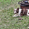 Bo-Bo joined the competition — help win amazing prizes! animal, brown_and_white, canine, daytime, dog, ears_up, fence, fire_pit, grass, lawn, metal, nature, outdoor, peaceful, pet, quiet, relaxed, resting, rusty, toy