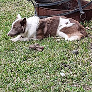 Bo-Bo joined the competition — help win amazing prizes! animal, brown_and_white, canine, daytime, dog, fire_pit, fur, grass, lawn, metal, nature, outdoor, peaceful, pet, quiet, relaxation, resting, side_view, sleeping, summer