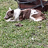 animal, brown_and_white, canine, daytime, dog, fire_pit, fur, grass, lawn, metal, nature, outdoor, peaceful, pet, quiet, relaxation, resting, side_view, sleeping, summer
