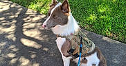 Bo-Bo is registered to the contest to win money with this photo: animal, brown_and_white, calm, canine, daylight, dog, fur, grass, leash, nature, outdoor, park, pet, quiet, shadow, sidewalk, sitting, sunlight, tree, vest