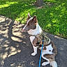 animal, brown_and_white, calm, canine, daylight, dog, fur, grass, leash, nature, outdoor, park, pet, quiet, shadow, sidewalk, sitting, sunlight, tree, vest