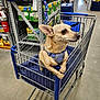 Milo joined the competition — help win amazing prizes! dog, shopping_cart, pet, store_aisle, blue_blanket, leash, harness, retail, shelf, floor, indoor, animal, small_dog, curious, tan_dog, metal_cart, shopping, quiet, store, shopping_trip