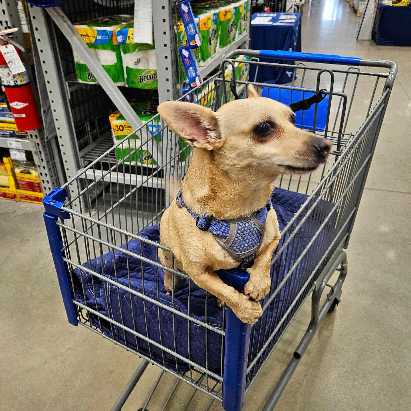 Milo joined the competition — help win amazing prizes! animal, blue_blanket, curious, dog, floor, harness, indoor, leash, metal_cart, pet, quiet, retail, shelf, shopping, shopping_cart, shopping_trip, small_dog, store, store_aisle, tan_dog