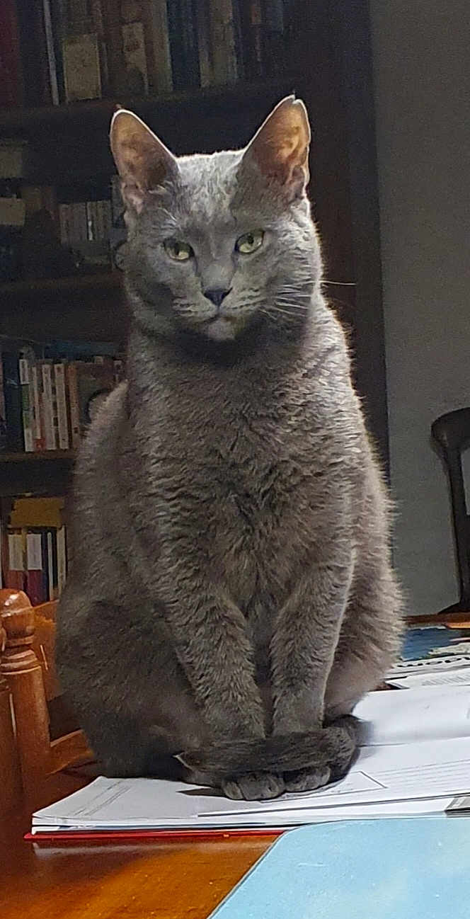 Tommy