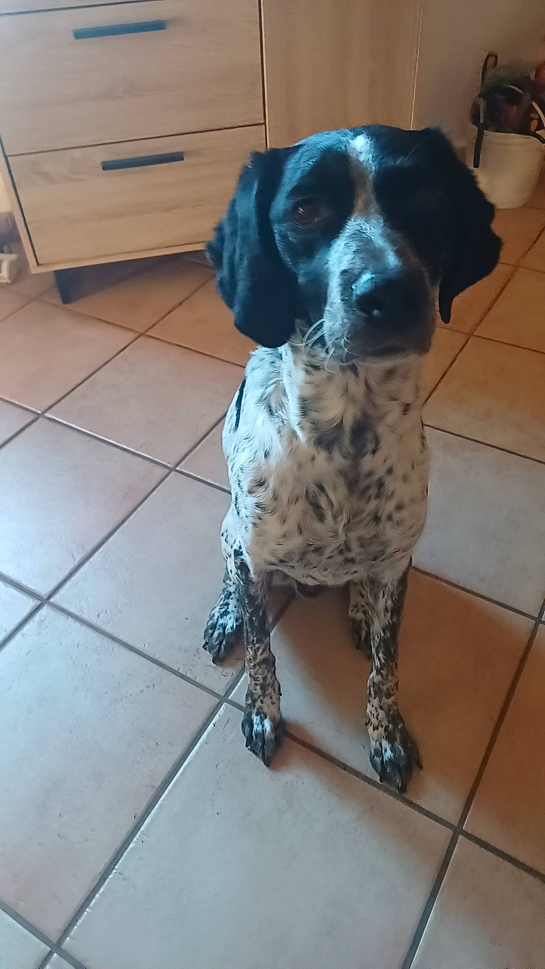 Otto a rejoint le concours — aidez-le/la à gagner de superbes lots ! animal, black_and_white, black_fur, cabinet, companion, dark_eyes, dog, floppy_ears, front_facing, furniture, indoors, kitchen, long_ears, pet, portrait, sitting, speckled, spotted_coat, tile_floor, white_fur