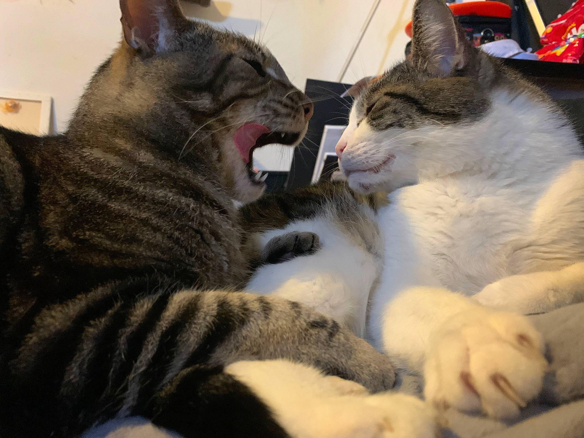 Marble Buttons joined the competition — help win amazing prizes! carnivore, cat, claw, comfort, domestic_short_haired_cat, felidae, fur, jaw, mammal, nap, paw, sitting, small_to_medium_sized_cats, snout, tail, vertebrate, whiskers