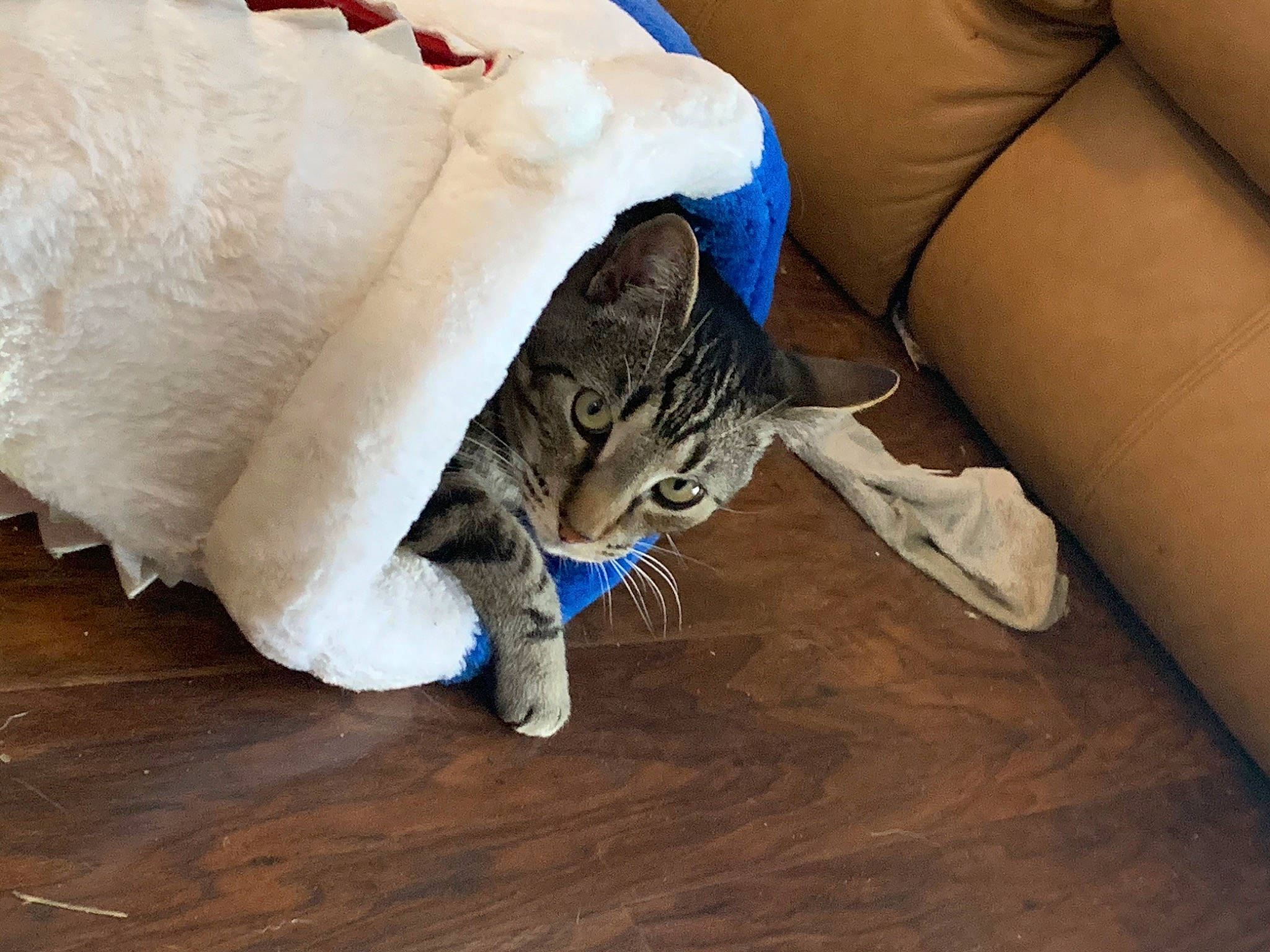 Marble Buttons joined the competition — help win amazing prizes! bed, carnivore, cat, comfort, couch, fawn, felidae, floor, flooring, foot, hardwood, human_leg, laminate_flooring, leg, small_to_medium_sized_cats, snout, tail, thigh, whiskers, wood