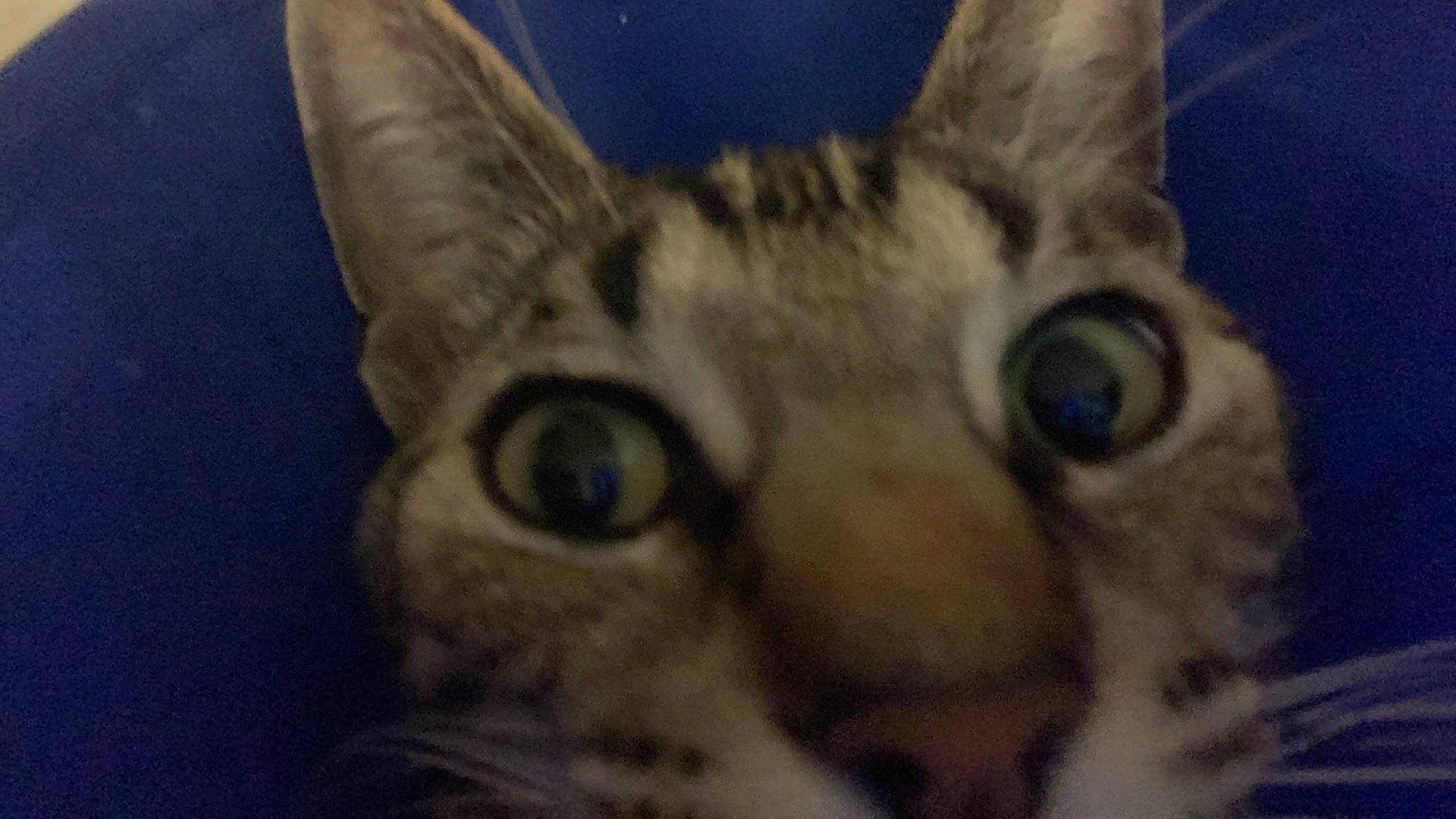 Marble Buttons joined the competition — help win amazing prizes! art, carnivore, cat, close_up, domestic_short_haired_cat, ear, electric_blue, felidae, fur, iris, organism, small_to_medium_sized_cats, snout, terrestrial_animal, whiskers, wildlife