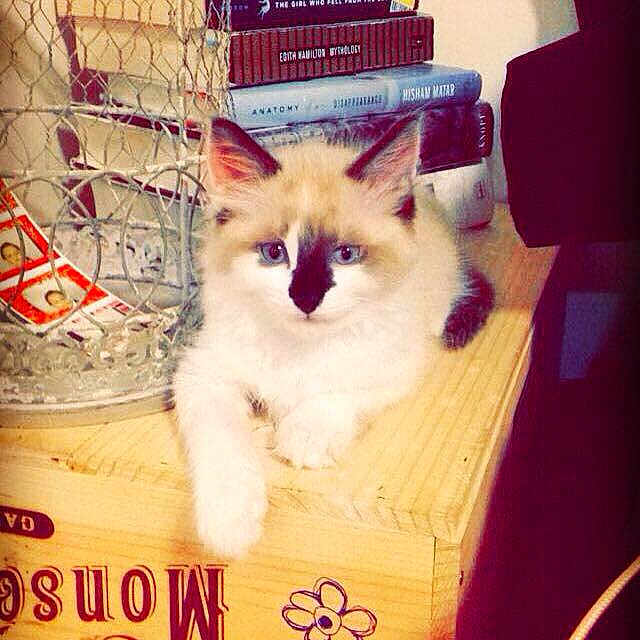 Peanut is registered to the contest to win money with this photo: asian, birman, carnivore, cat, colorpoint_shorthair, felidae, kitten, photo_caption, ragdoll, small_to_medium_sized_cats, whiskers
